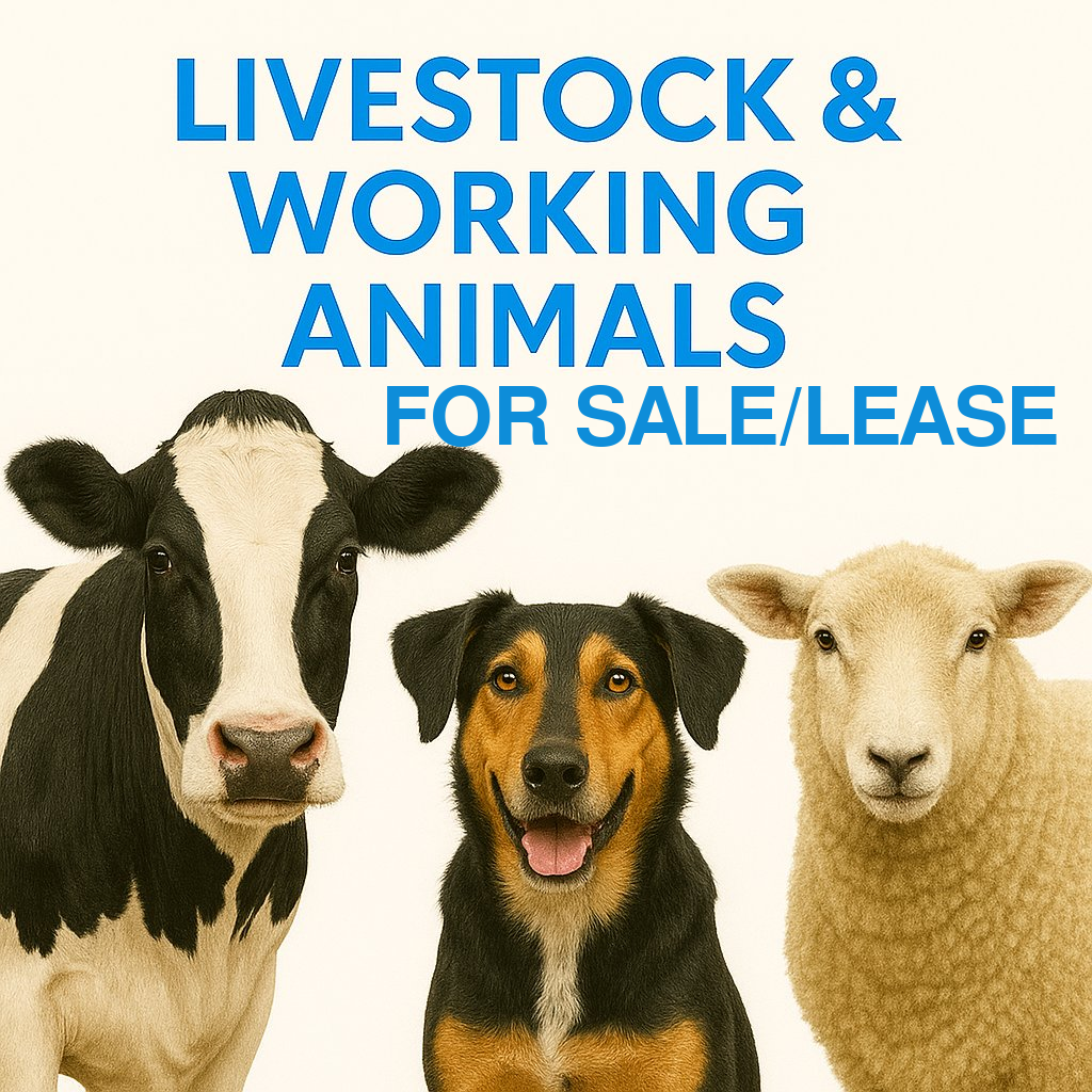 Livestock and farm animals